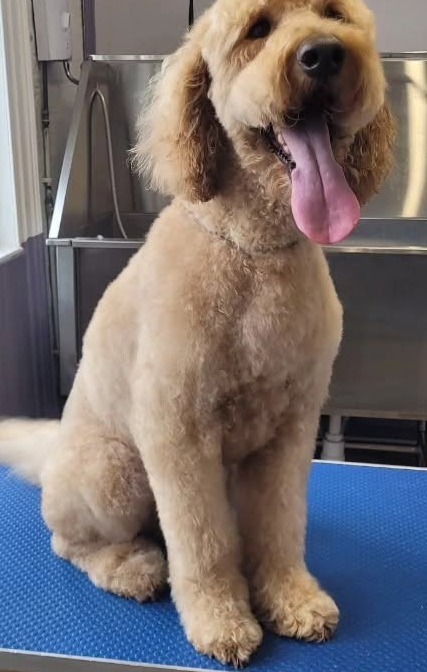 Freddy the Australian Cobberdog sitting on the blue grooming table after his groom, tongue out