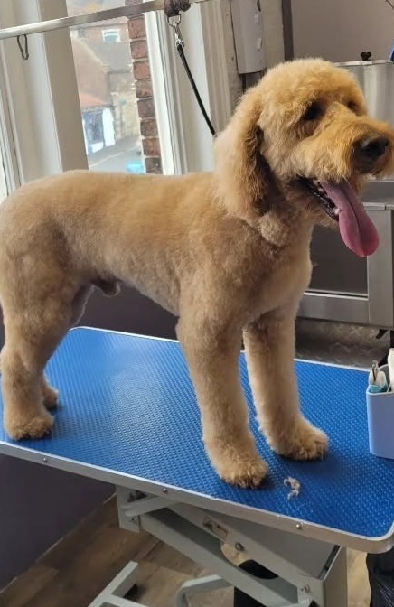 Freddy standing side on on the grooming table, showing his even, rounded clip