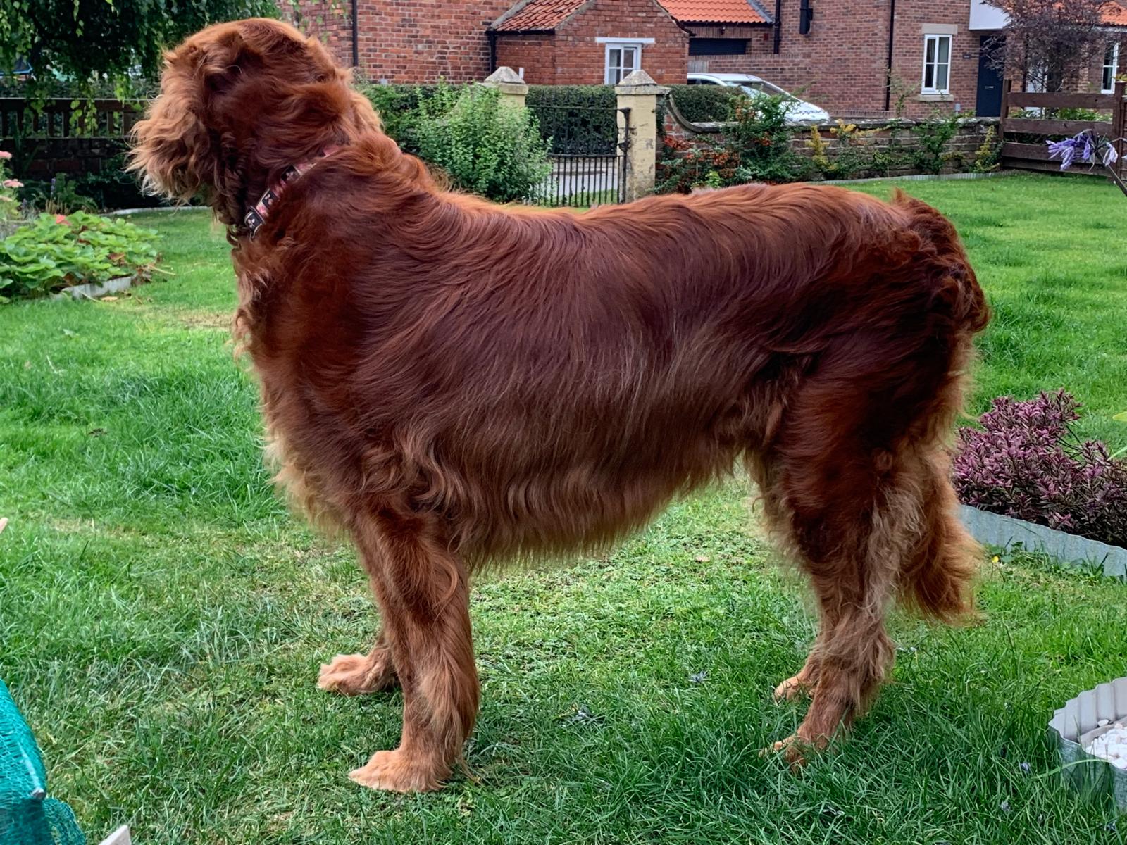 An Irish red setter with a glossy, feathered coat standing on a lawn after grooming