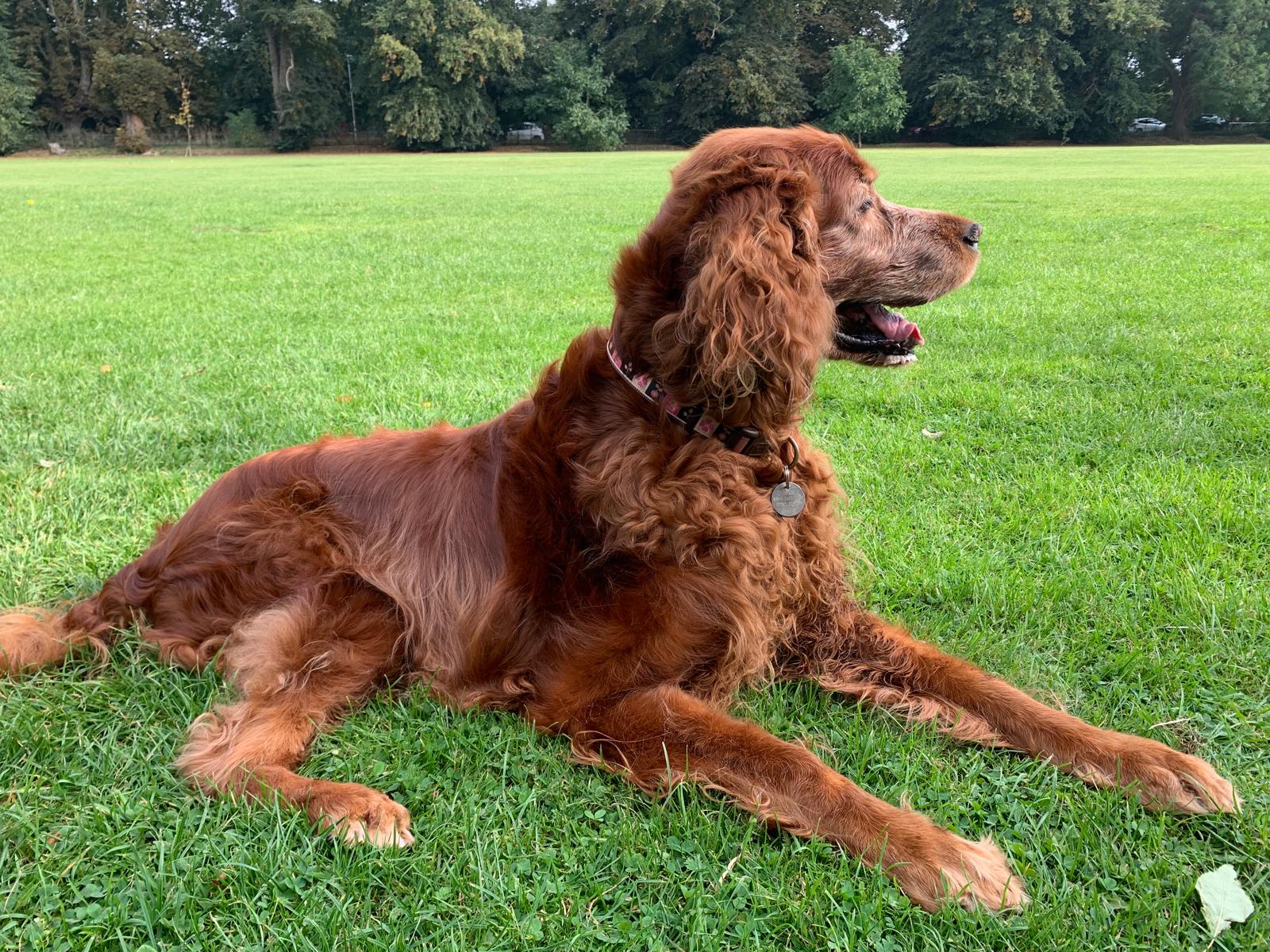 The same red setter lying on a lawn, feathering on her legs and ears neat