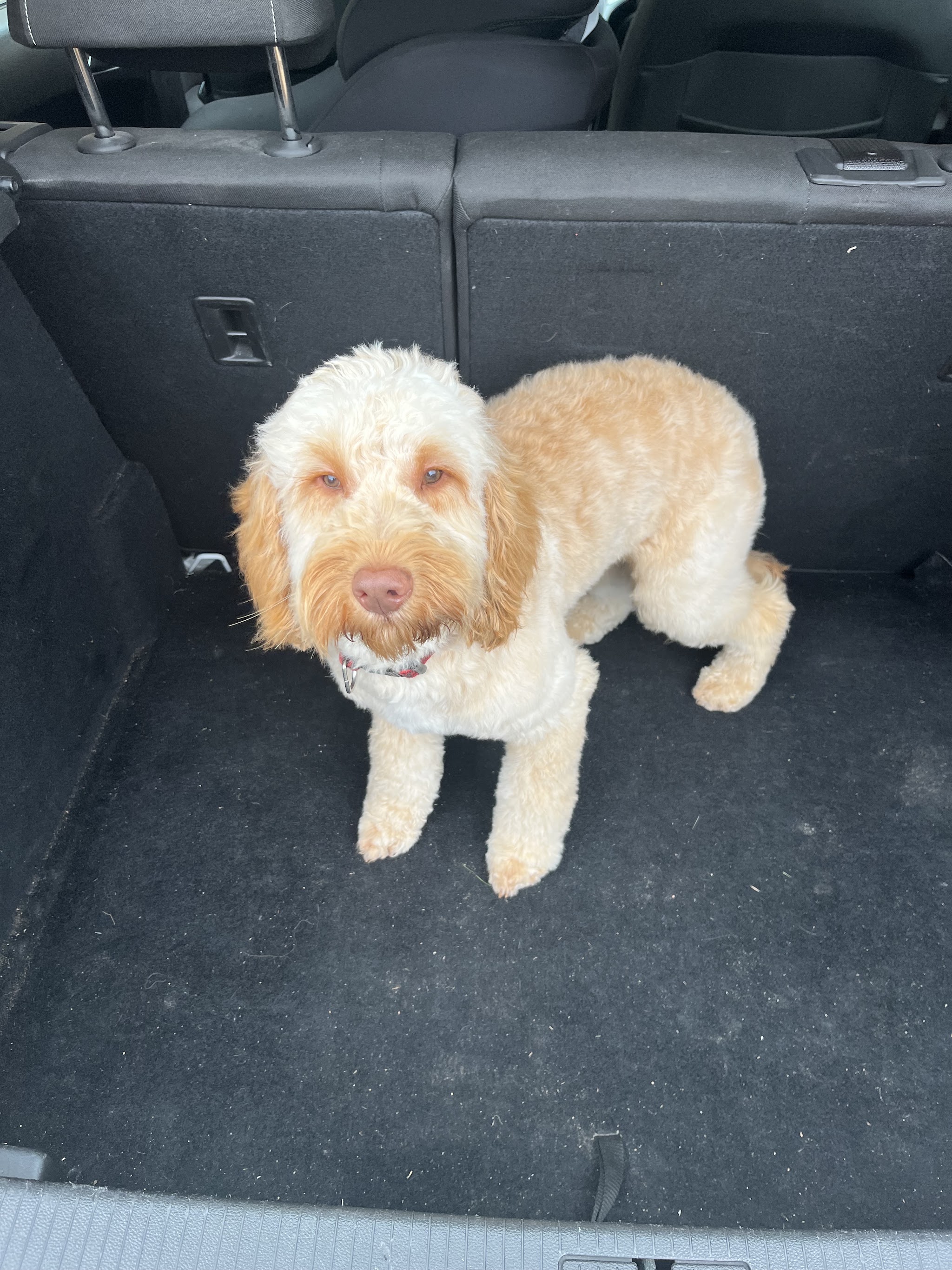 Ollie standing in the boot of the car, coat trimmed short and even