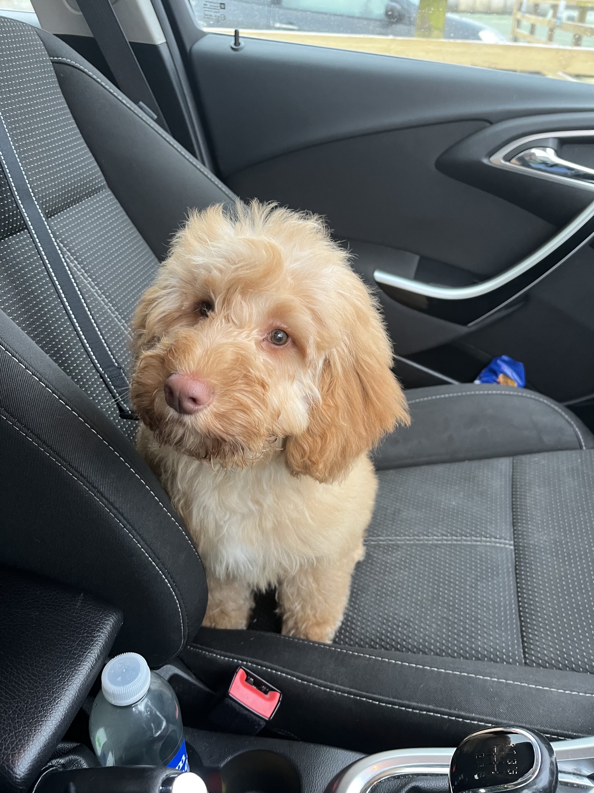 Ollie sitting on the front seat of the car with a fluffy, rounded face trim