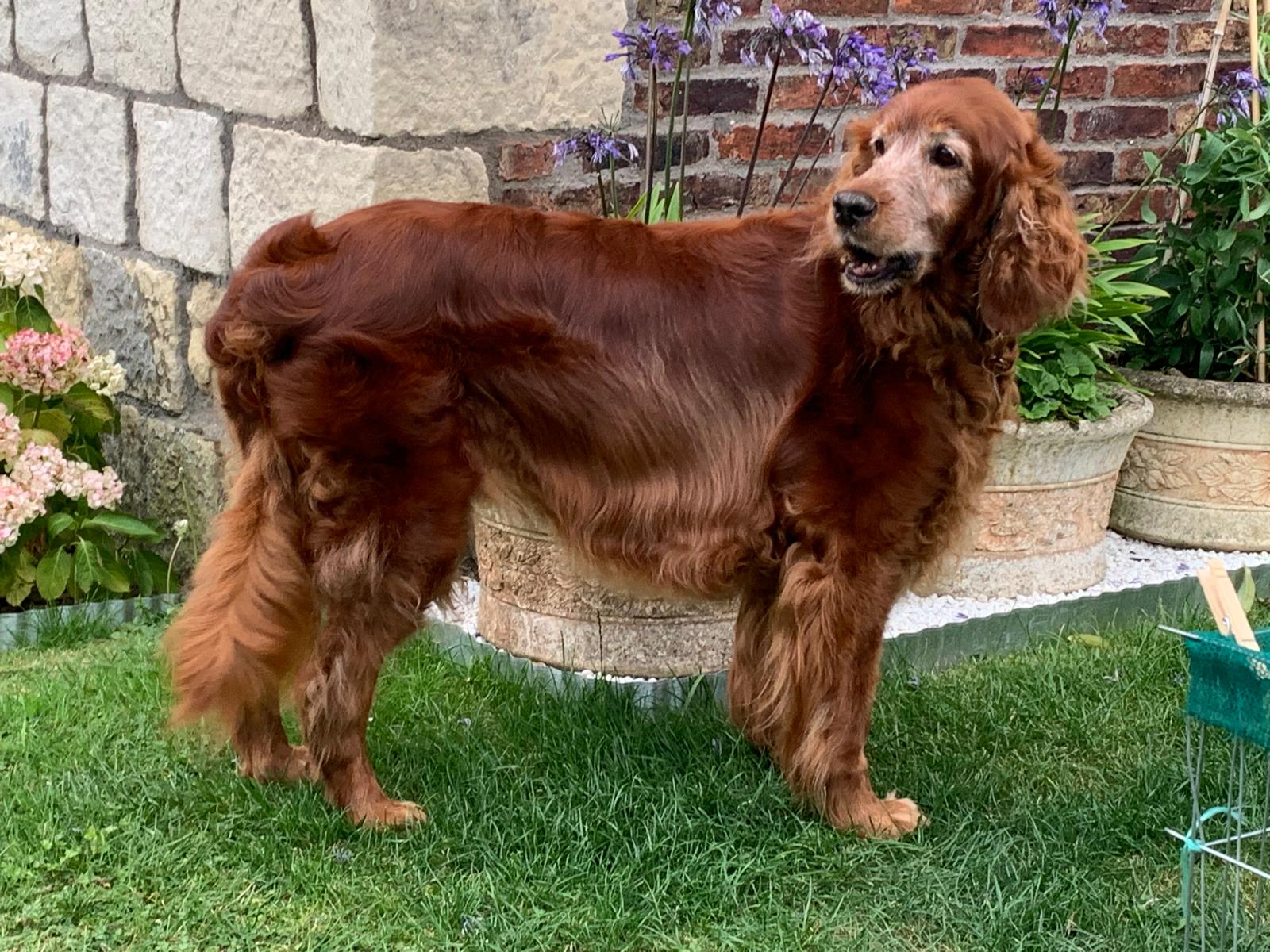 Andrew’s red setter standing by a stone wall and flower pots, coat brushed and glossy