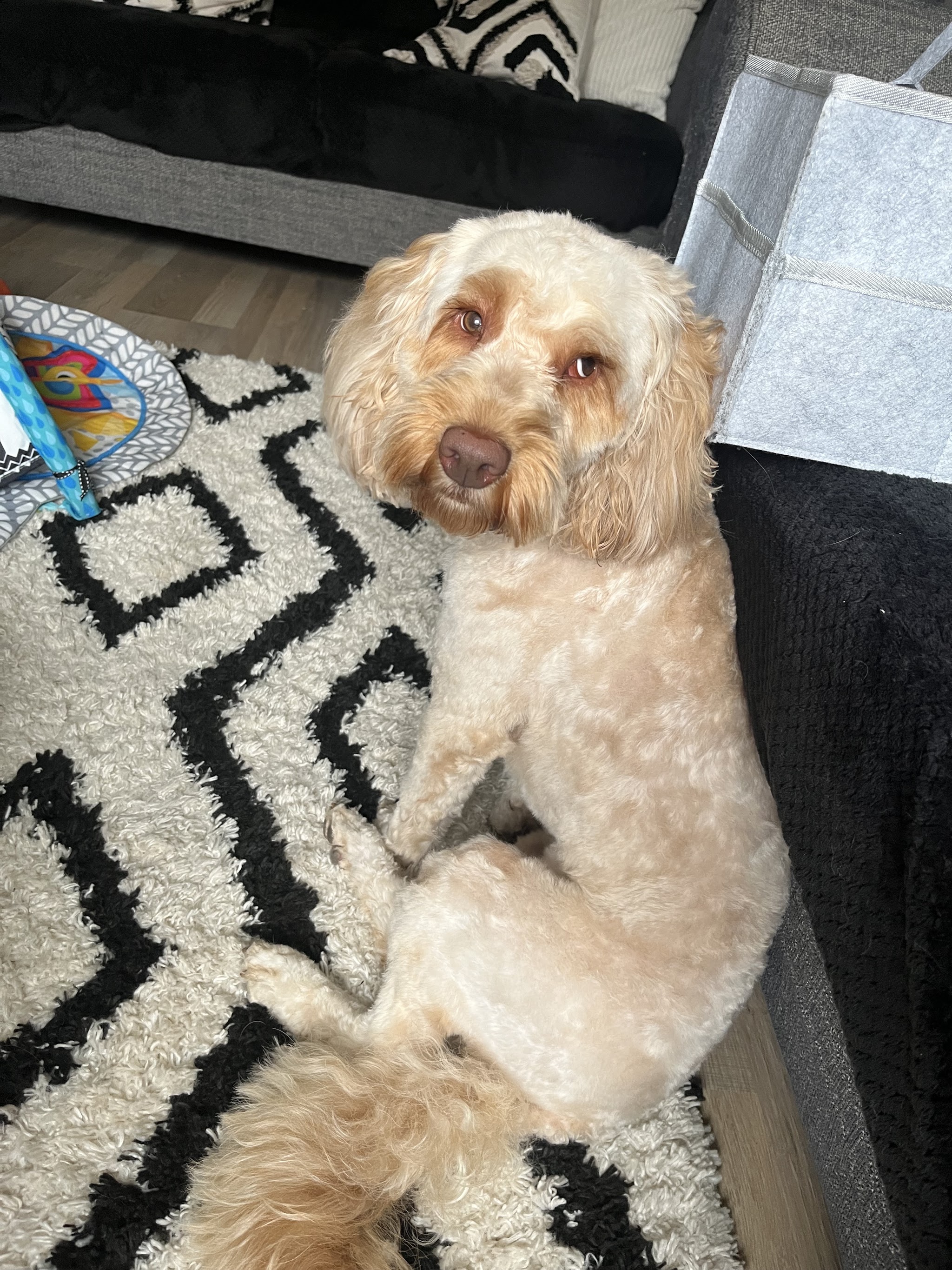 Ollie relaxing on a patterned rug at home with a tidy short coat