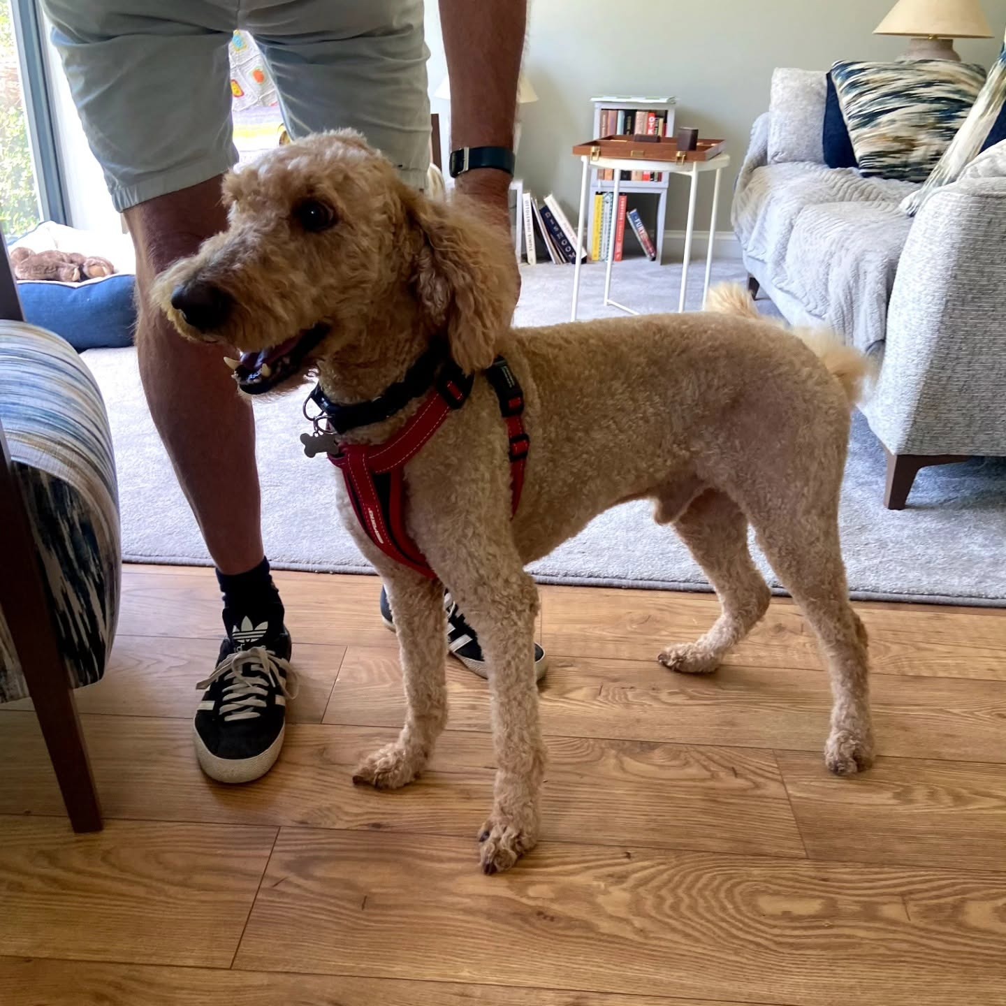 A curly apricot dog in a red harness, freshly clipped all over, standing on a wooden floor at home