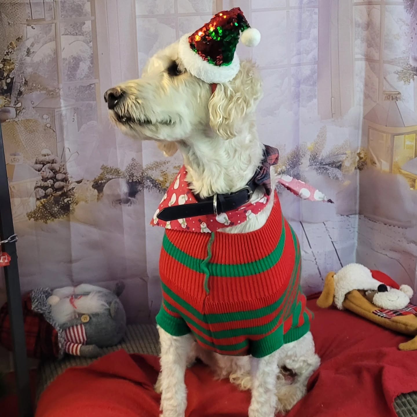 A white dog in a red and green Christmas jumper and sequin hat on the Grotto set