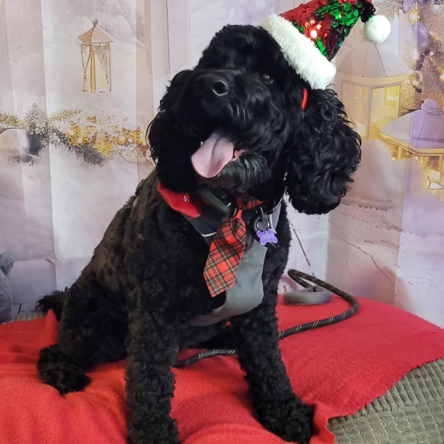 A black cockapoo in a tartan bow tie and Santa hat sitting on the red Grotto blanket