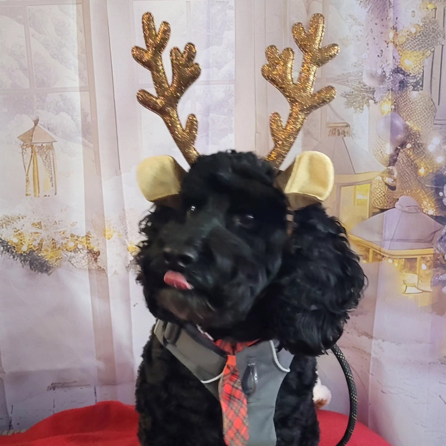 A black cockapoo wearing gold reindeer antlers and a tie in front of the snowy backdrop