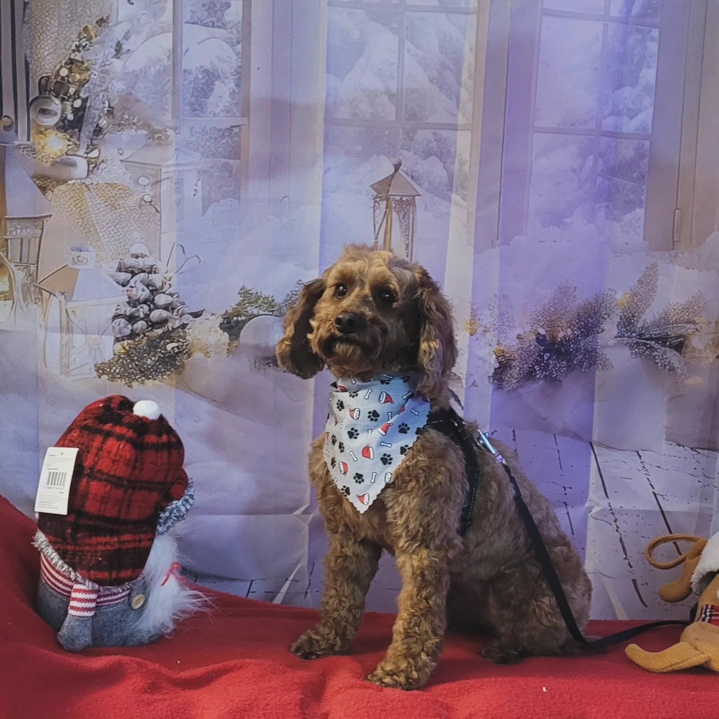 A brown cockapoo in a snowflake bandana sitting between Christmas gnomes