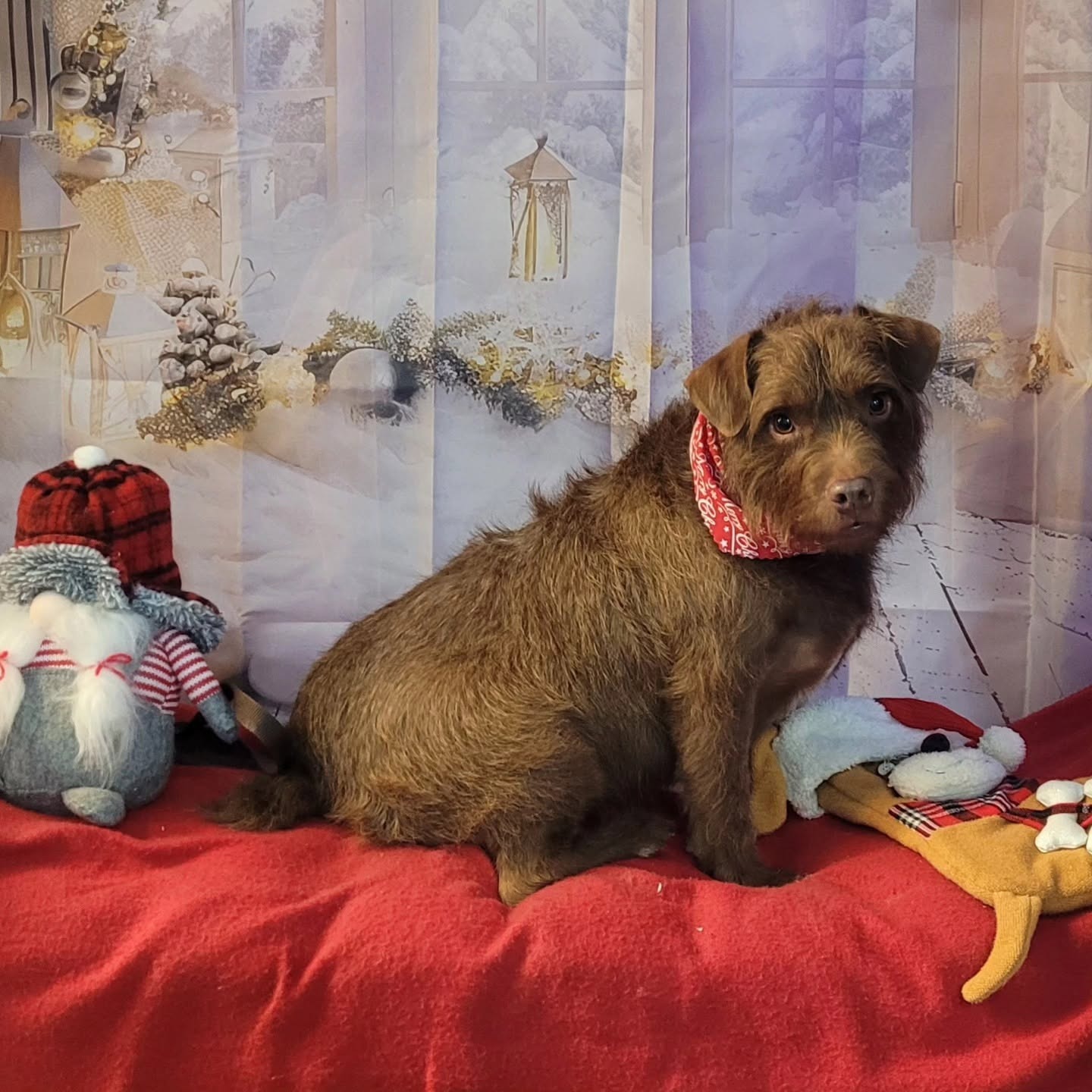 A brown terrier cross in a red bandana posing on the Grotto set