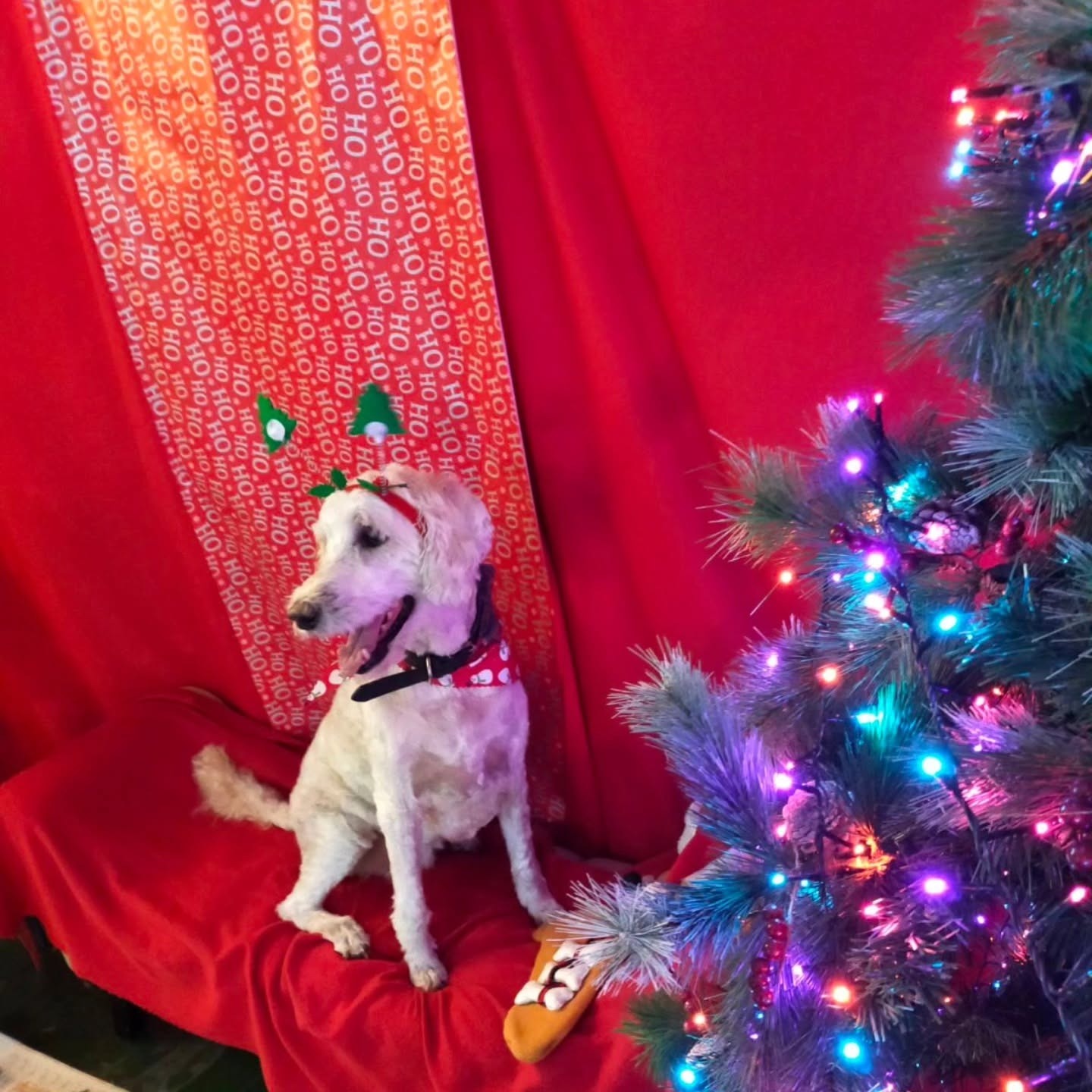 A white dog with a festive headband beside a lit Christmas tree on a red backdrop