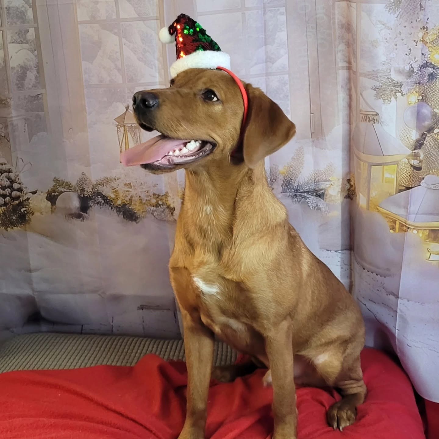 A fox red Labrador in a Santa hat smiling at the camera on the Grotto set