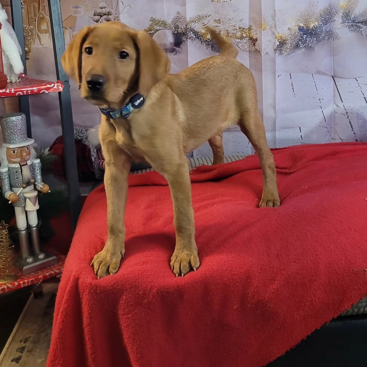 A fox red Labrador puppy standing on the red blanket in the Grotto