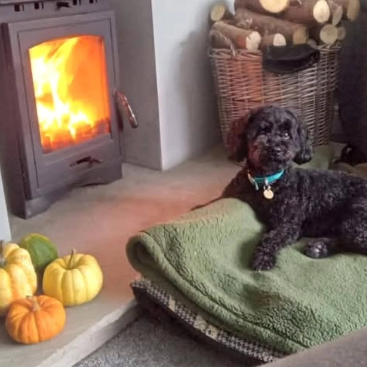 Molly, a black cockapoo, curled up on a green blanket by a wood burner with pumpkins