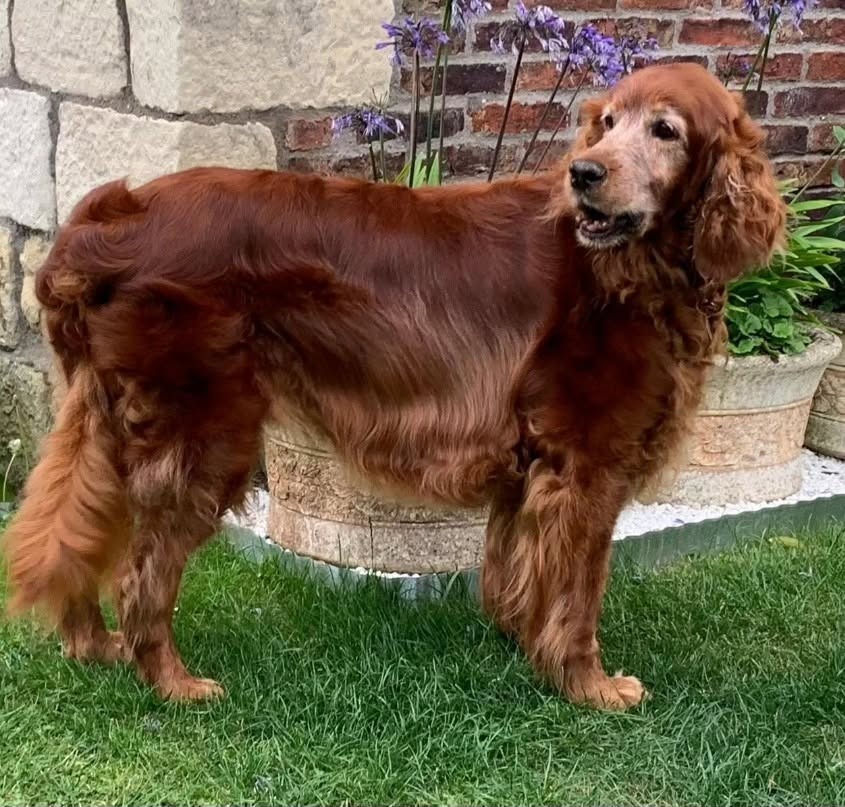 The red setter standing by a stone planter, coat brushed through and feathering tidy