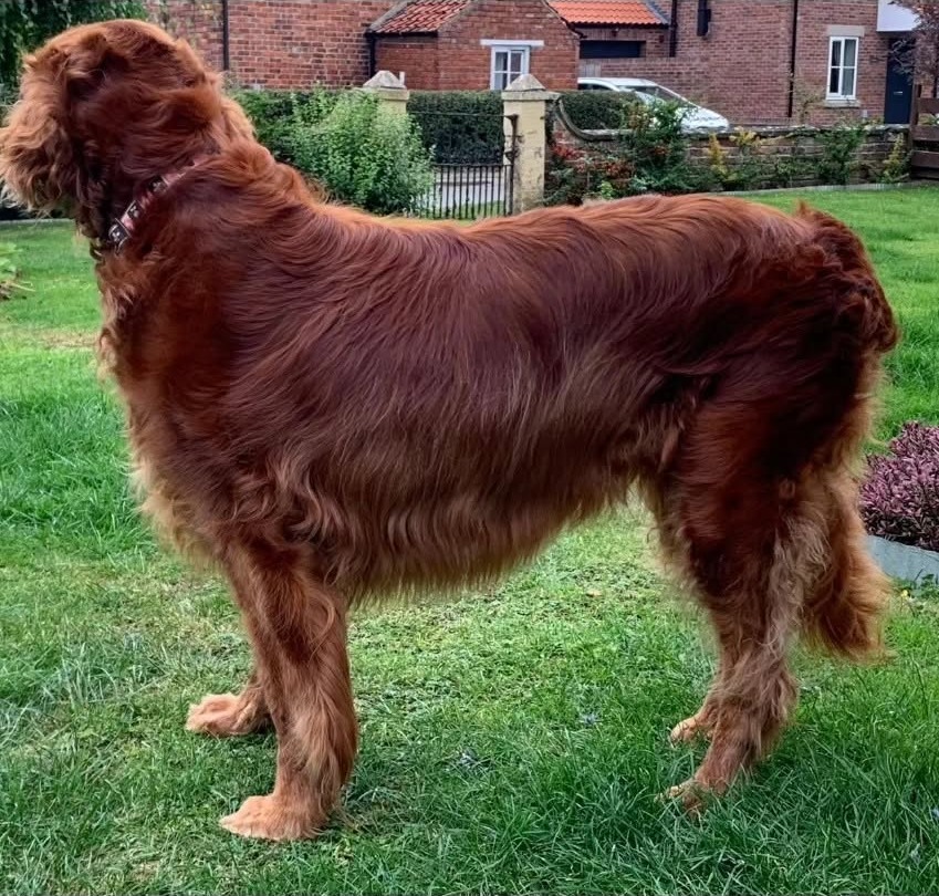 The red setter on the grass in front of a hedge and house, looking over her shoulder