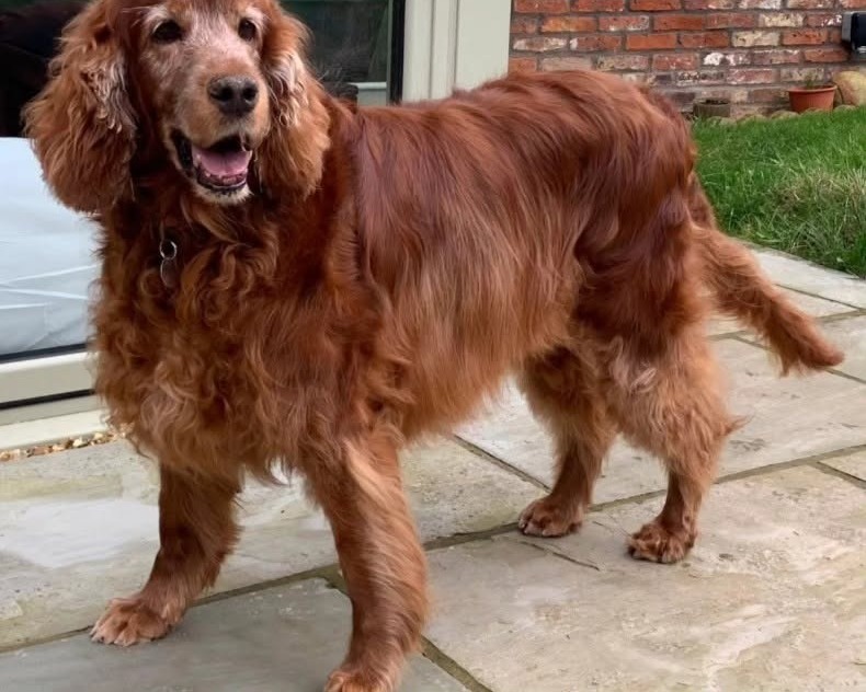 The red setter smiling on a patio, ears soft and feathered after her groom